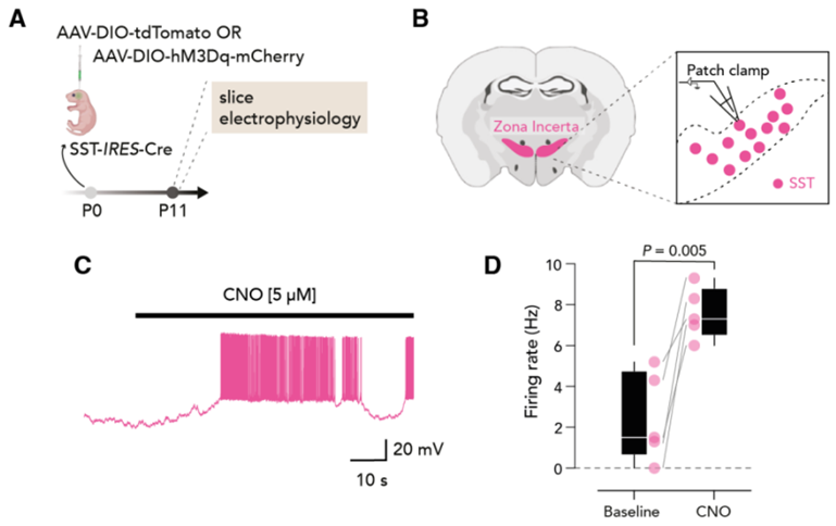 Science：新研究發(fā)現(xiàn)在母鼠與幼鼠互動(dòng)時(shí)，幼鼠大腦未定區(qū)中的神經(jīng)元變得更加活躍